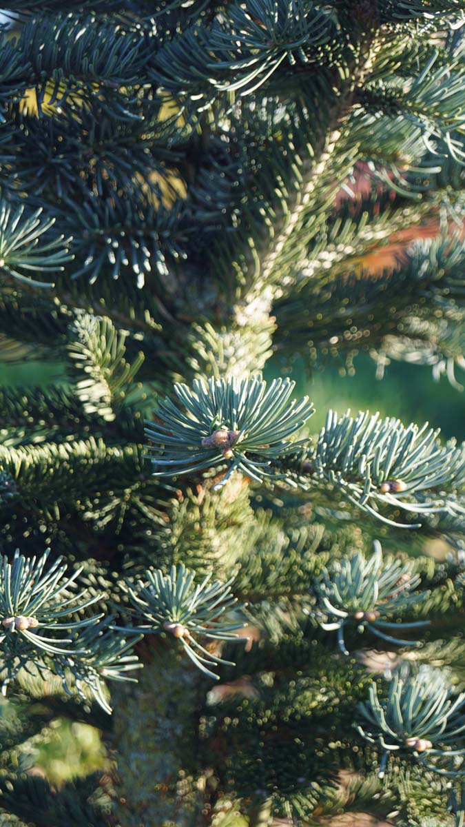 Abies lasiocarpa 'Argentea'