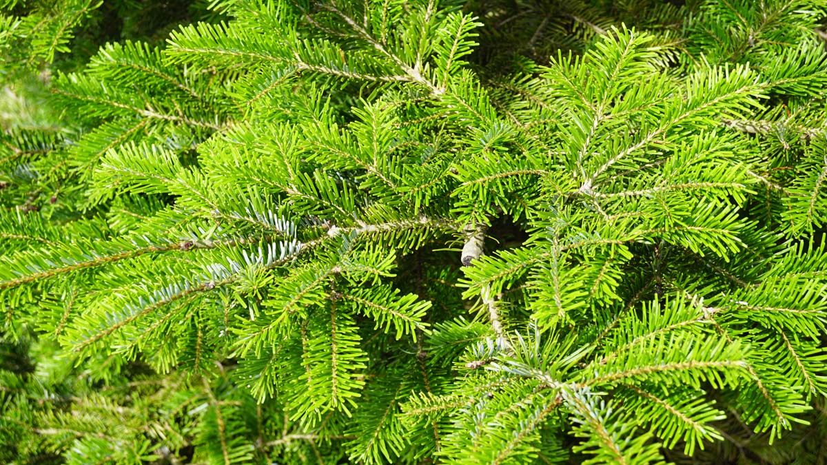 Abies veitchii solitair