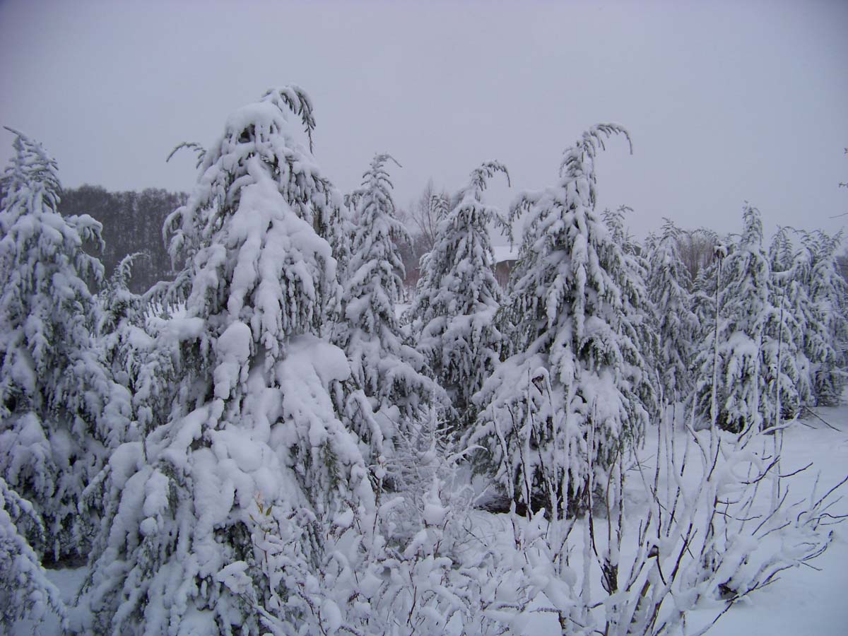 Cedrus deodara meerstammig / struik