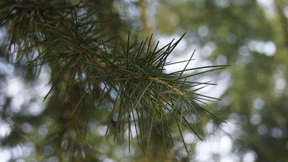 Cedrus deodara meerstammig / struik