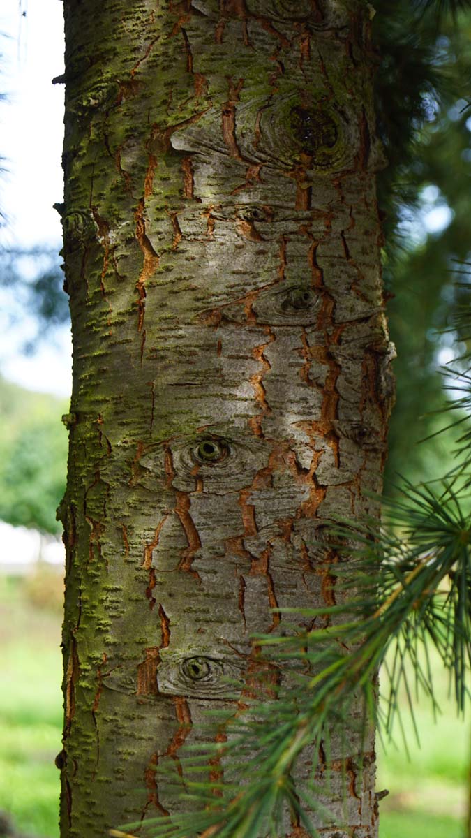 Cedrus deodara meerstammig / struik