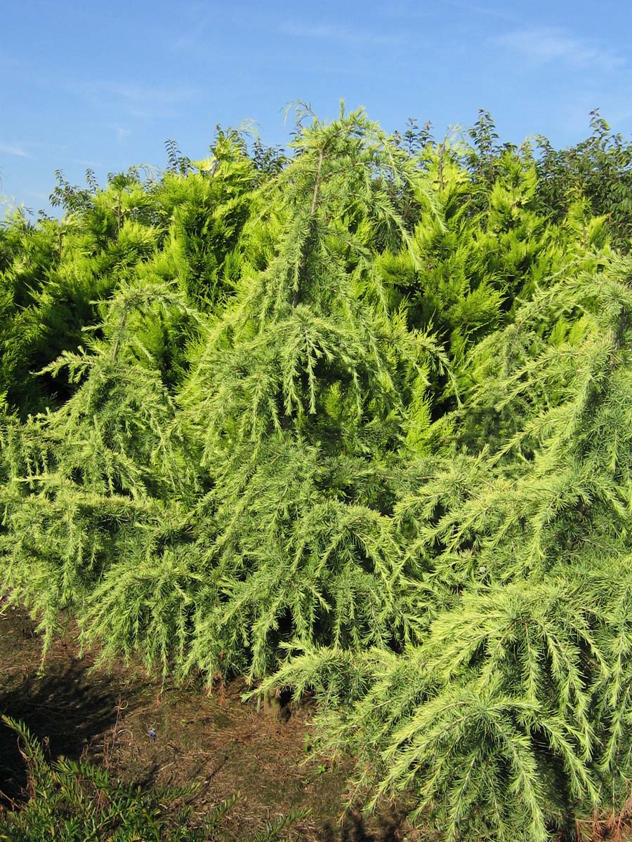 Cedrus deodara 'Aurea' solitair