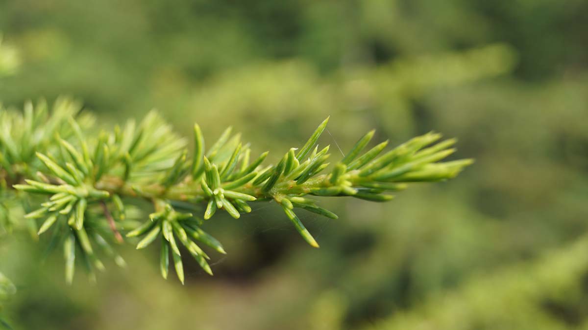 Cedrus libani meerstammig / struik twijg