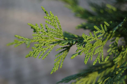 Cupressocyparis leylandii Tuinplanten naald