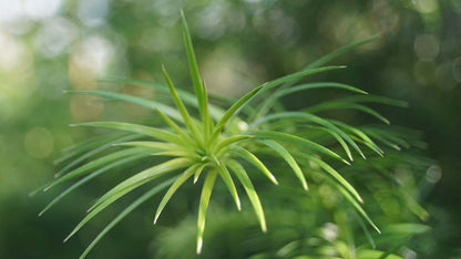 Cunninghamia lanceolata solitair