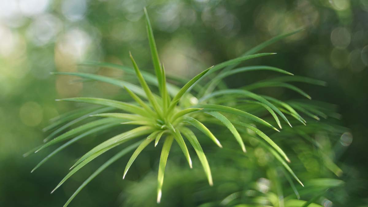 Cunninghamia lanceolata Tuinplanten