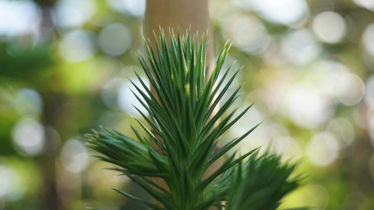 Cunninghamia lanceolata op stam