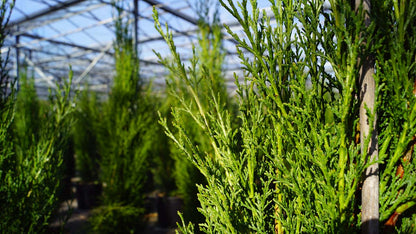 Cupressus sempervirens 'Totem'