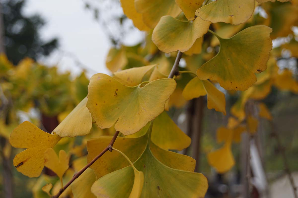 Ginkgo biloba dakboom herfstkleur