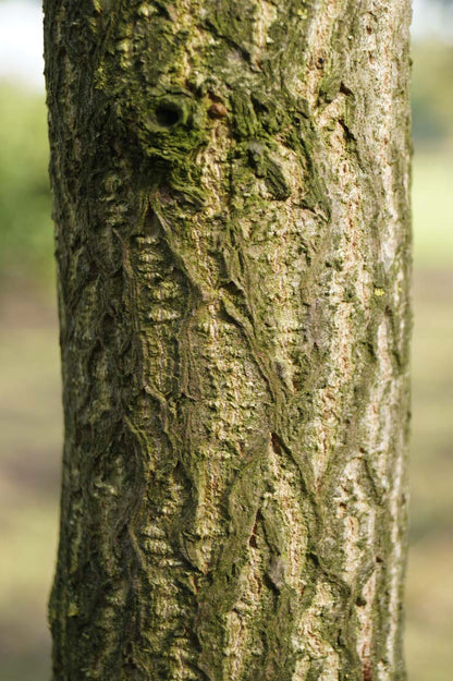 Ginkgo biloba Tuinplanten bast