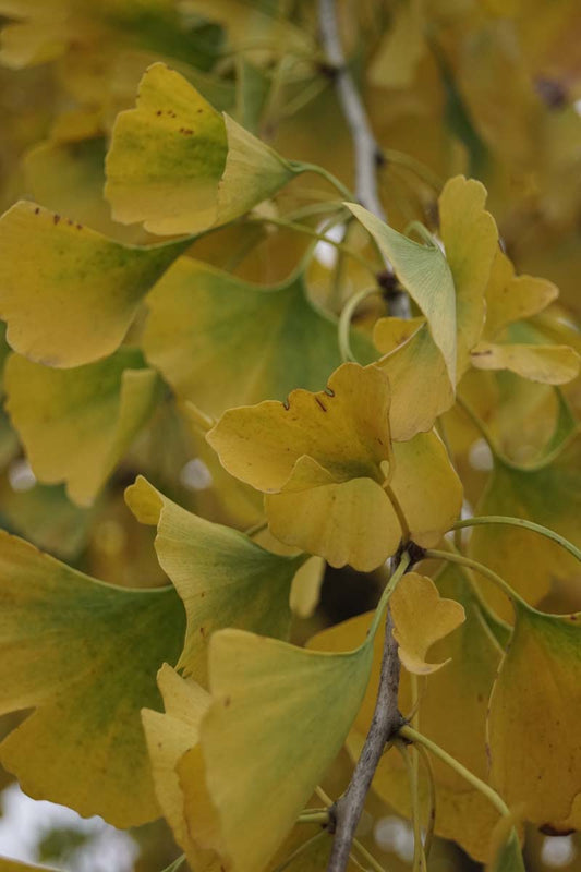 Ginkgo biloba 'Pendula' op stam