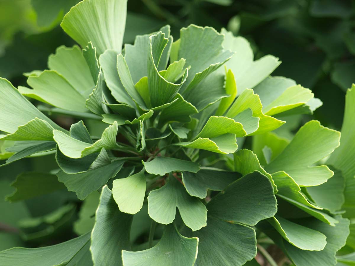 Ginkgo biloba 'Princeton Sentry' op stam blad