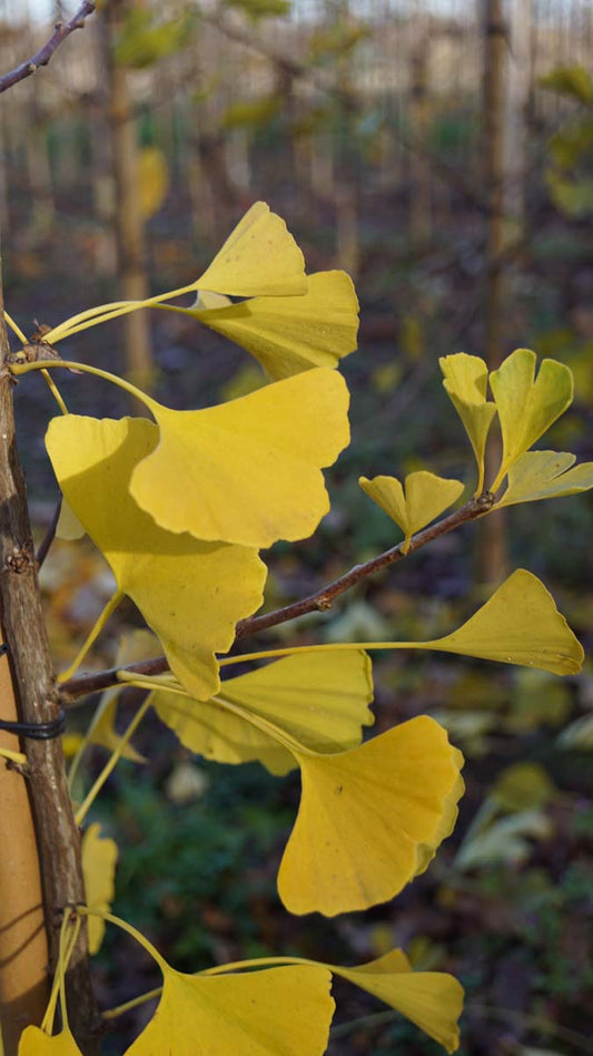 Ginkgo biloba 'Princeton Sentry' op stam herfstkleur