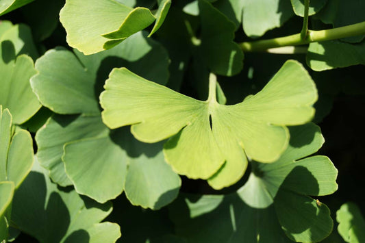 Ginkgo biloba 'Santa Cruz' op stam