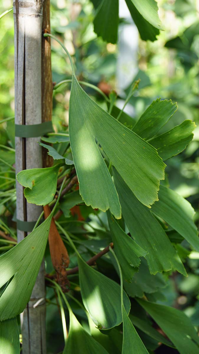 Ginkgo biloba 'Saratoga' Tuinplanten