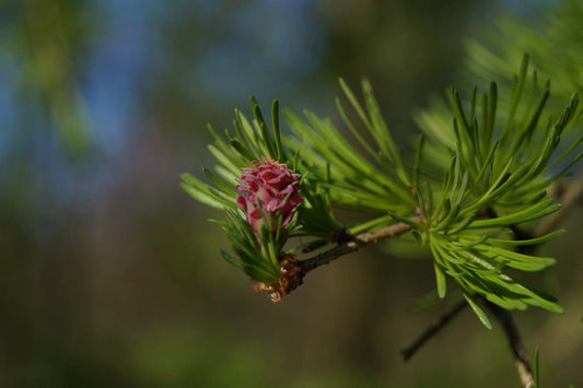 Larix decidua op stam