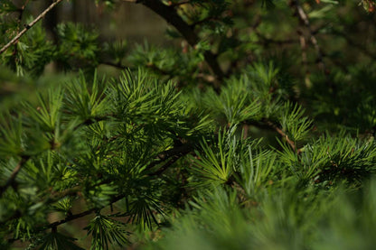 Larix kaempferi Tuinplanten