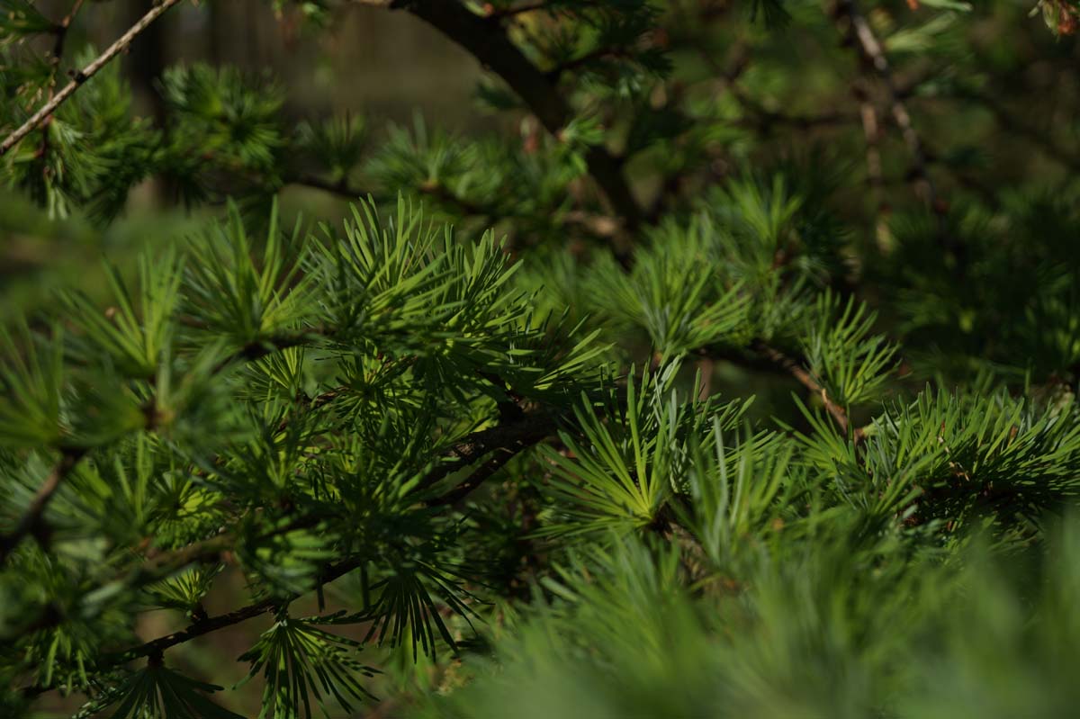 Larix kaempferi meerstammig / struik