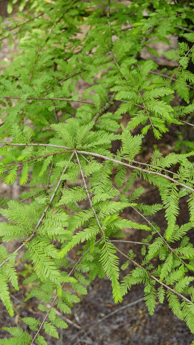 Metasequoia glyptostroboides leiboom