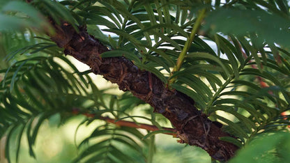 Metasequoia glyptostroboides op stam