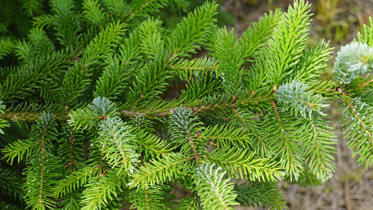 Picea omorika solitair