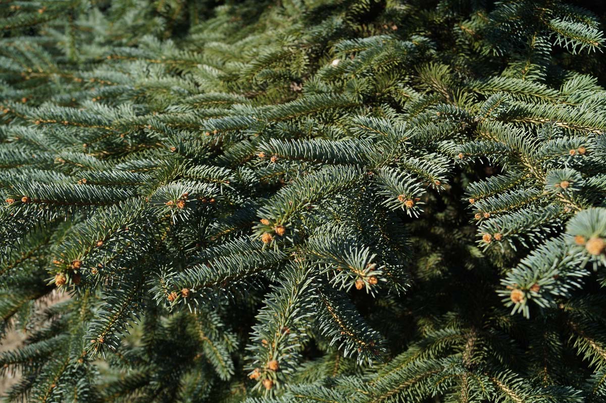 Picea pungens solitair naald