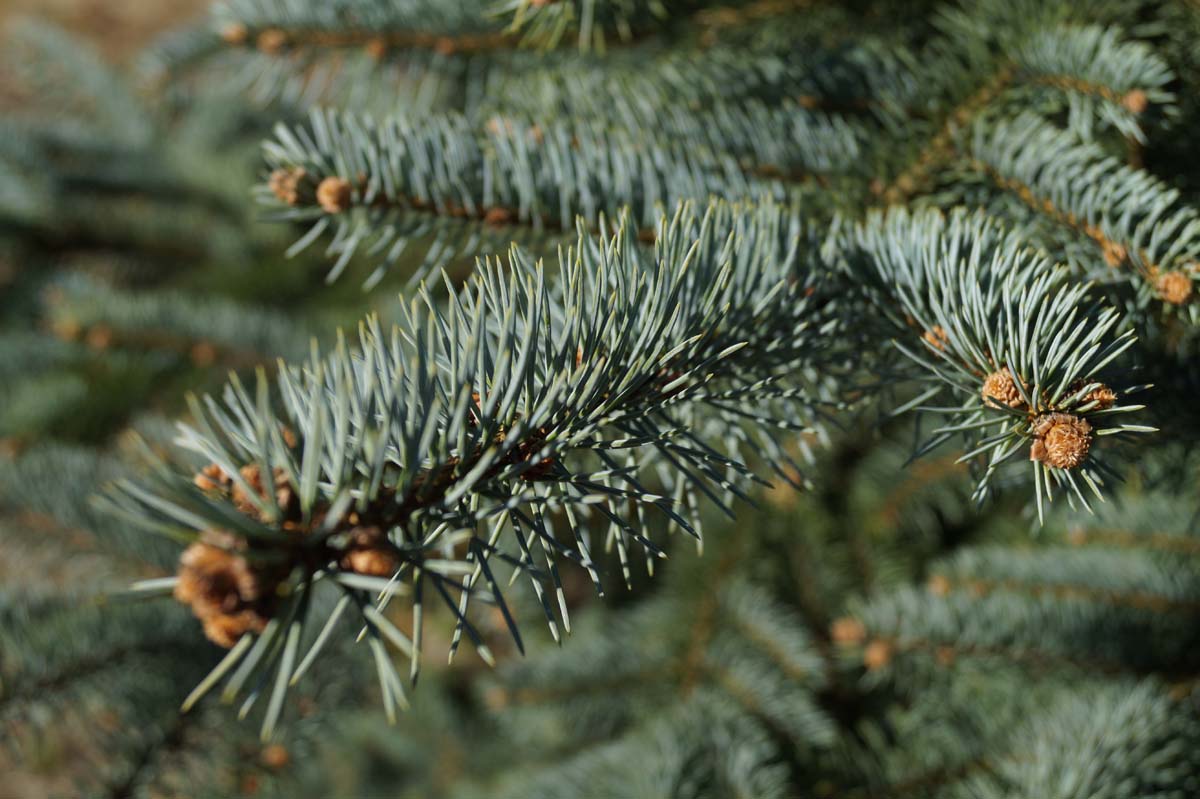 Picea pungens glauca solitair naald