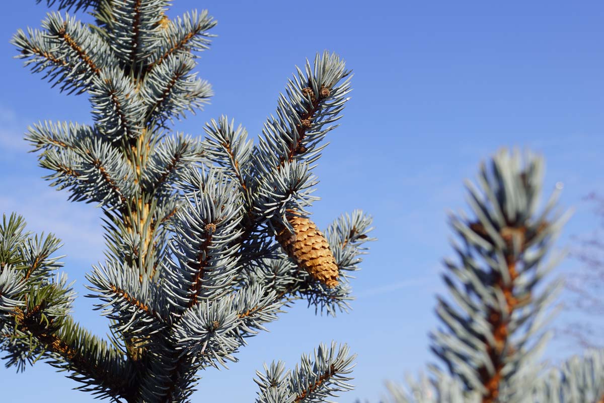 Picea pungens glauca solitair kegel