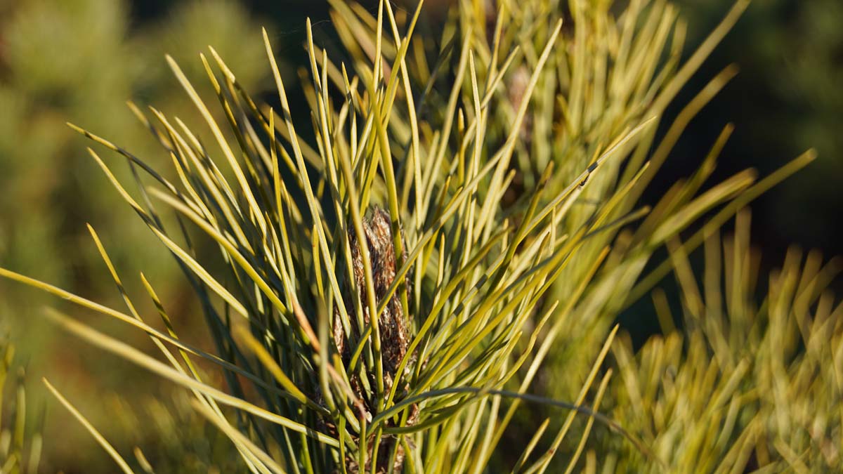 Pinus cembra meerstammig / struik naald