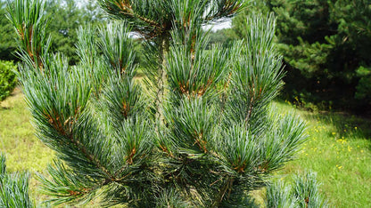 Pinus cembra Tuinplanten twijg