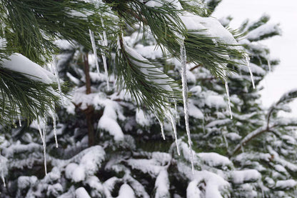 Pinus nigra op stam