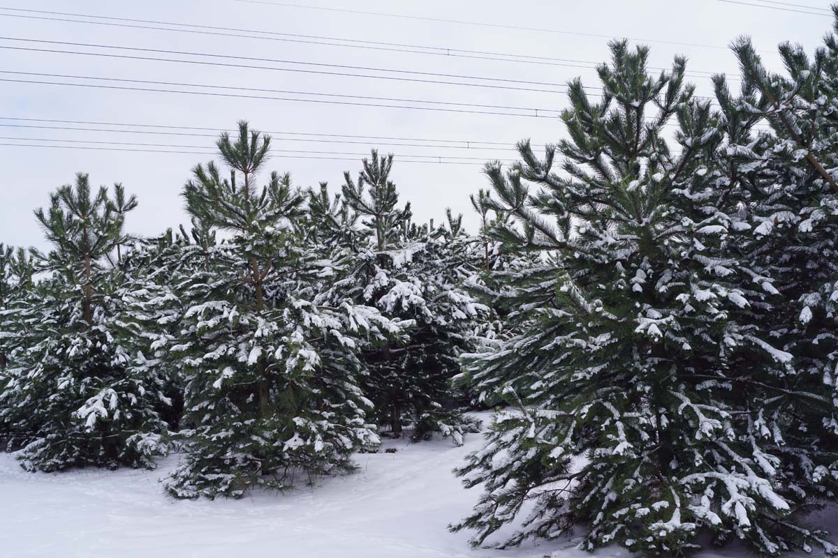 Pinus nigra op stam