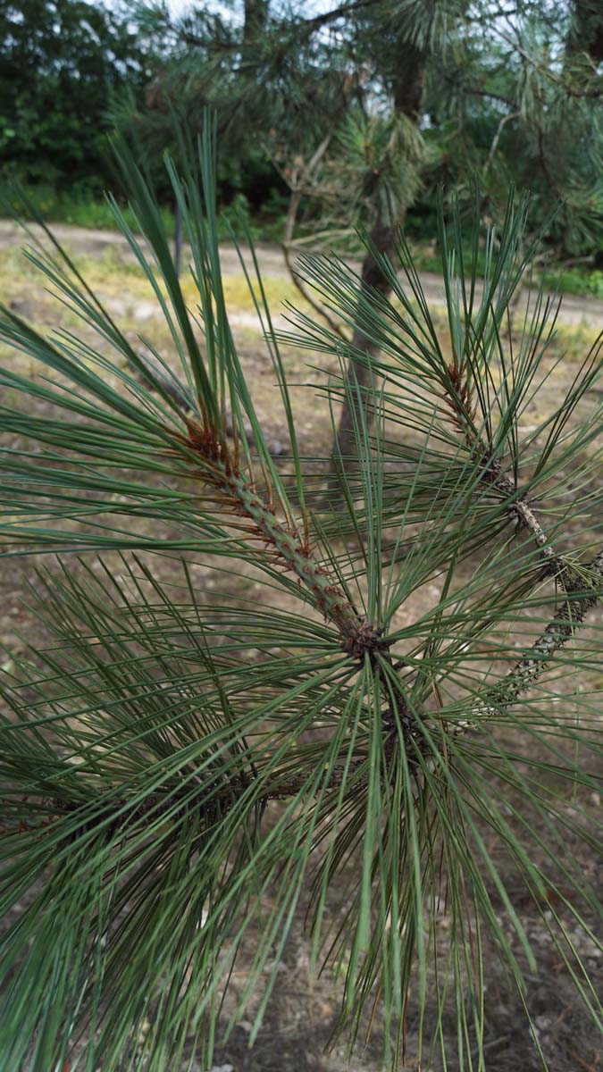 Pinus jeffreyi op stam