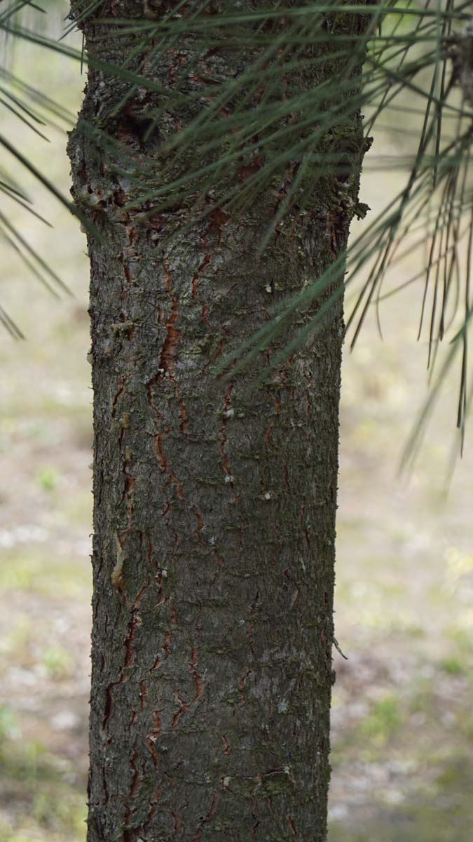 Pinus jeffreyi op stam