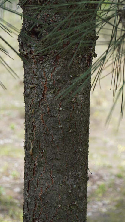 Pinus jeffreyi op stam