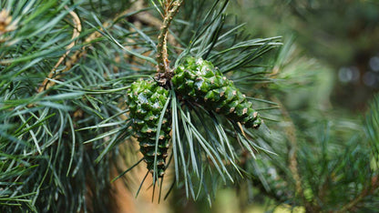 Pinus nigra nigra dakboom kegel