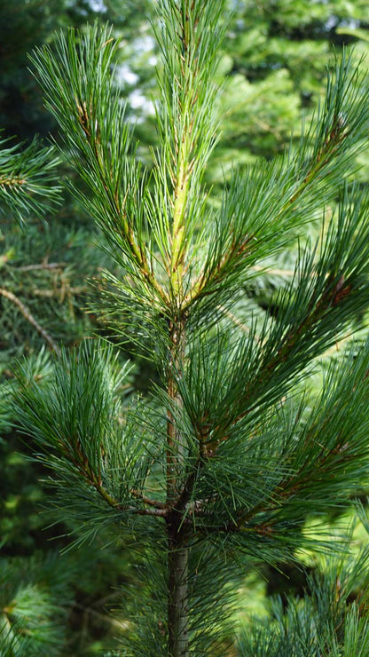 Pinus peuce meerstammig / struik