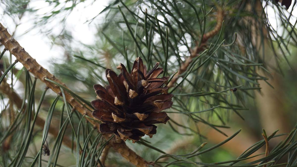 Pinus sylvestris op stam kegel