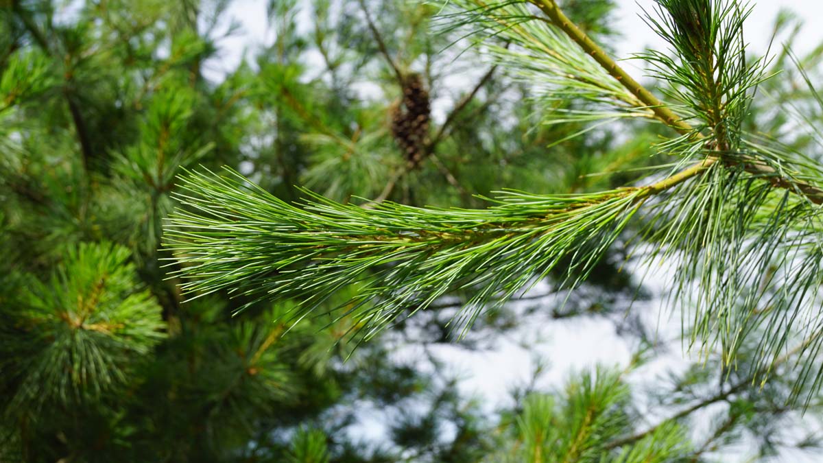 Pinus strobus meerstammig / struik