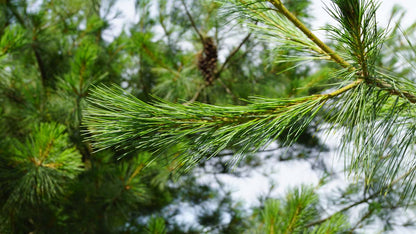 Pinus strobus haagplant