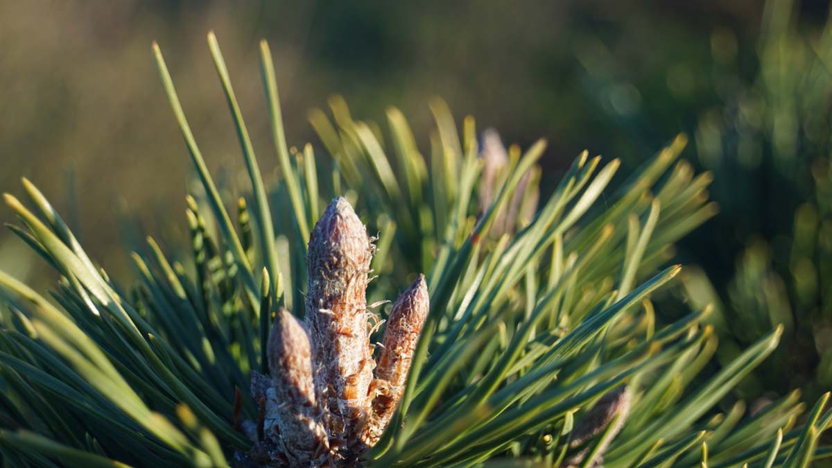 Pinus mugo uncinata