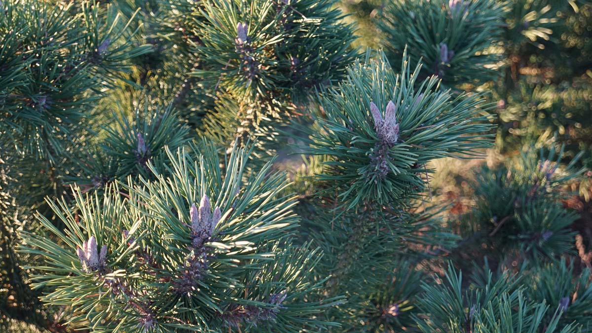 Pinus mugo uncinata