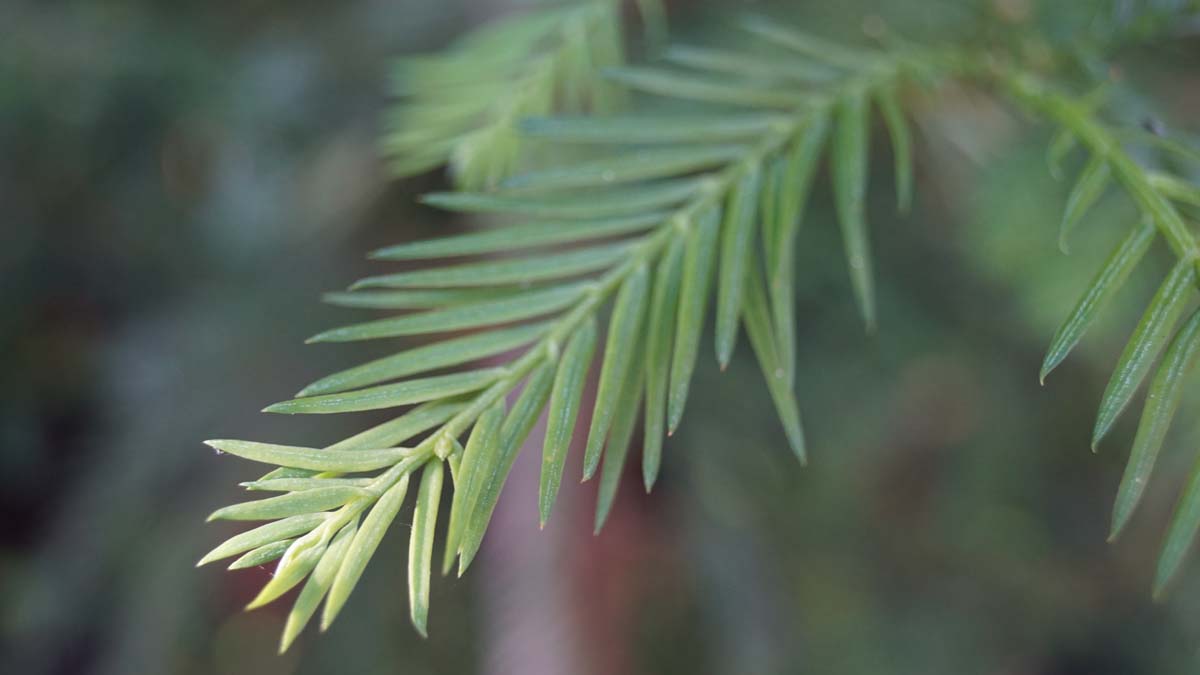 Sequoia sempervirens Tuinplanten naald