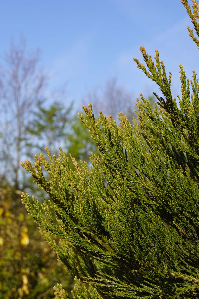 Sequoiadendron giganteum op stam twijg