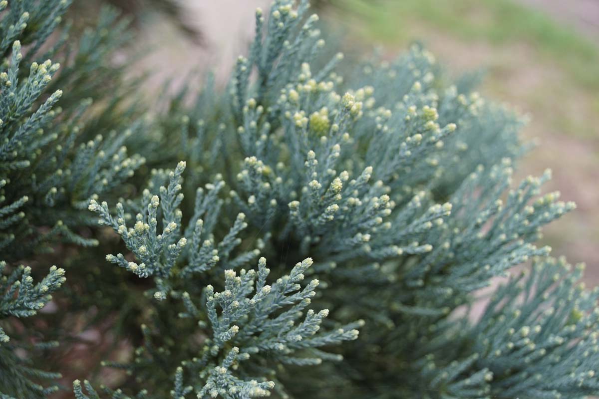 Sequoiadendron giganteum 'Glaucum' Tuinplanten