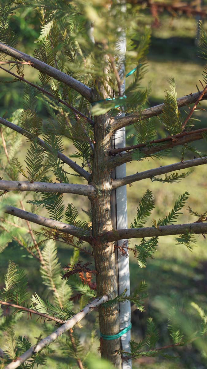 Taxodium distichum Tuinplanten stam