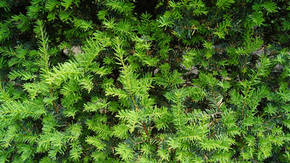 Taxus baccata leiboom