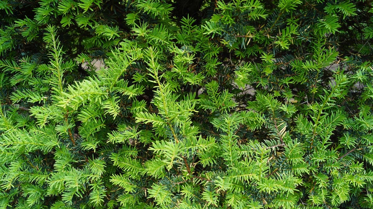 Taxus baccata solitair