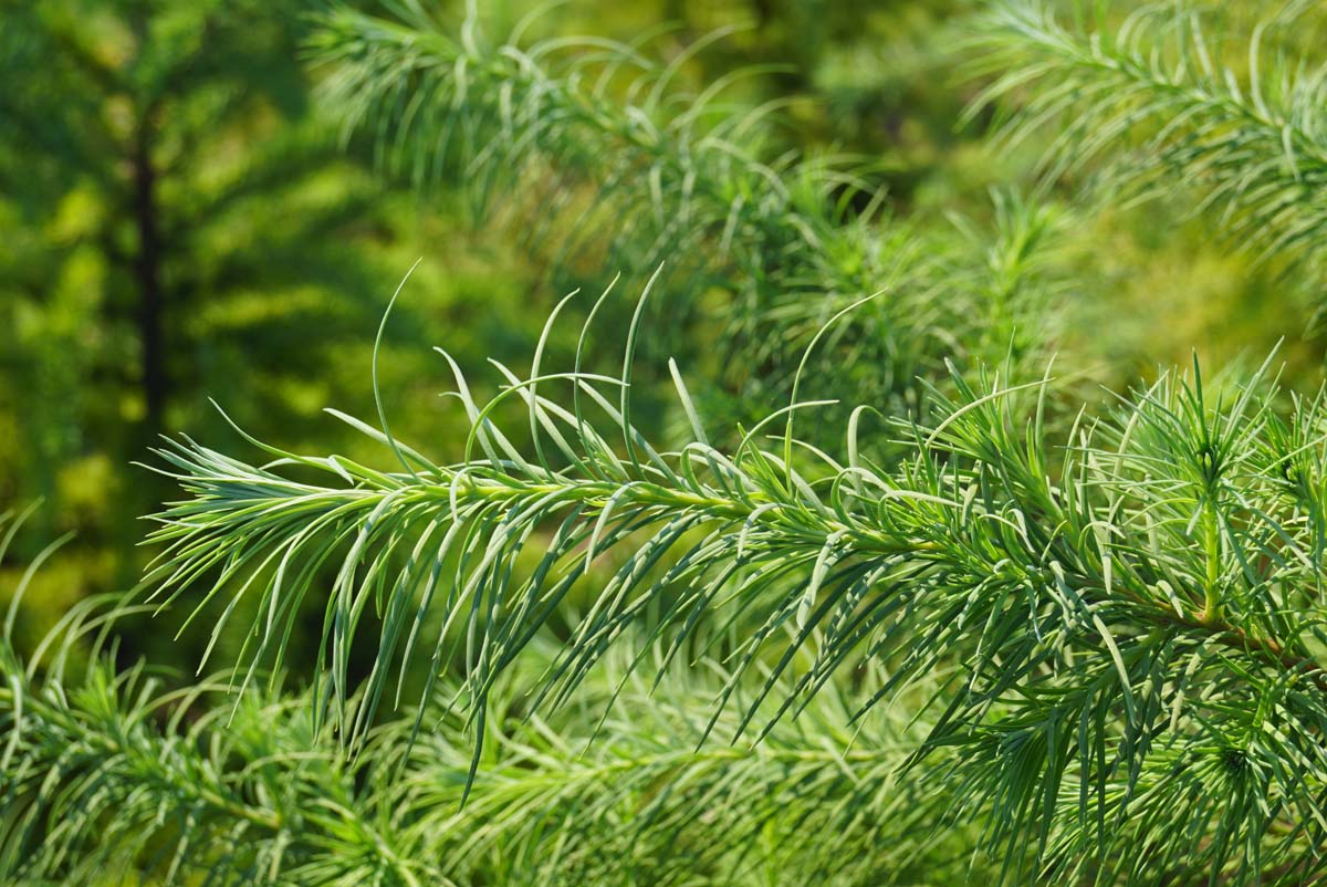 Pseudotsuga menziesii op stam