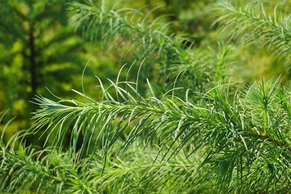 Pseudotsuga menziesii op stam